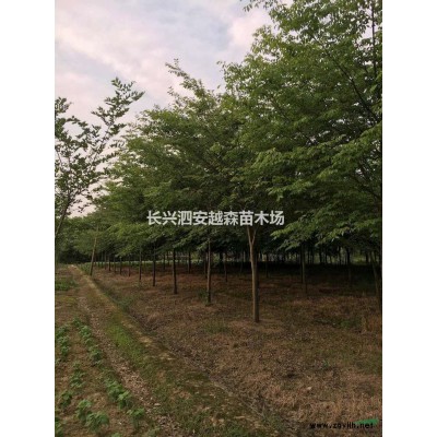 湖州供应12-18公分榉树 优质货源