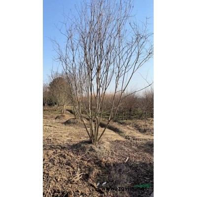 浙江玉兰基地海量直销 浙江*大玉兰基地 出圃价格