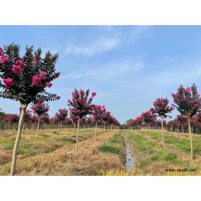 浙江从生鸡爪槭基地/丛生鸡爪槭报价/南方鸡爪槭哪里多