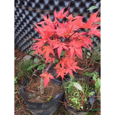 造形黑松*新价格/造形黑松报价