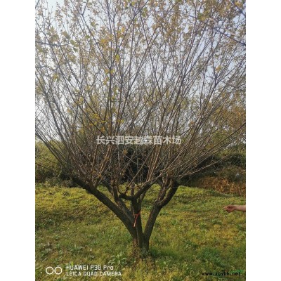 湖州泗安供应10-22公分鸡爪槭