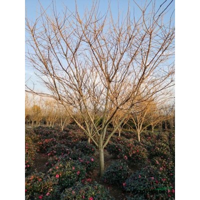 浙江绍兴红梅基地 南方浙江红梅价格 南方红梅哪里多