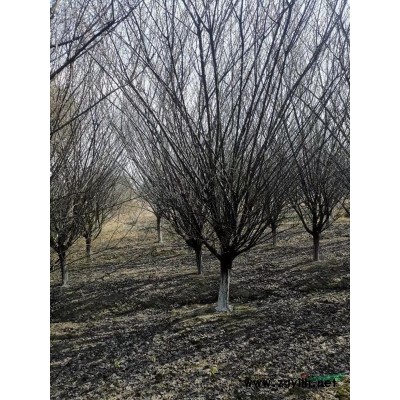 浙江绍兴黄金枫基地 南方黄金枫价格 南方黄金枫哪里多