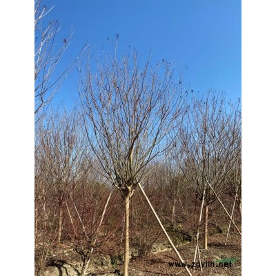 垂丝海棠哪里多 南方垂丝海棠价格 垂丝海棠基地介绍