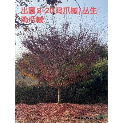 浙江苗圃基地直销各种规格高杆染井野吉樱