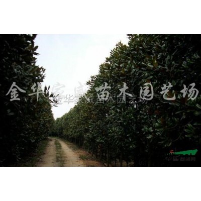 朱砂桂3行情报价\朱砂桂3图片展示