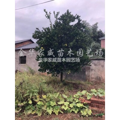 浙江茶梅介绍