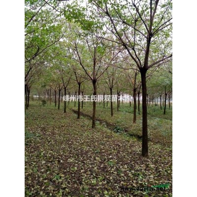 鸡爪槭报价/浙江鸡爪槭报价