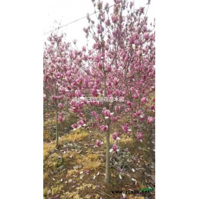 羽毛枫 羽毛枫