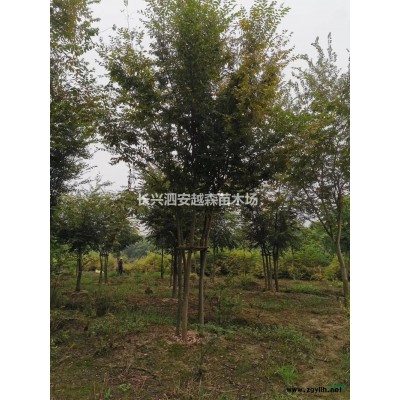 浙江红梅 湖州红梅 15-25公分红梅哪里好/哪家便宜