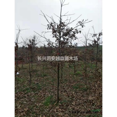 湖州供应大量精品15-20公分红梅