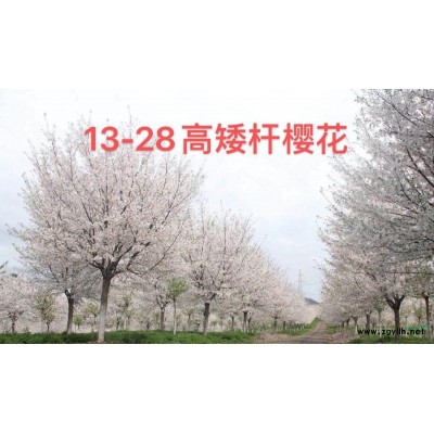 浙江高杆早樱基地 浙江早樱/樱花报价  南方早樱哪里多