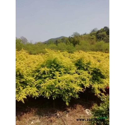 浙江樱花基地直销/南方18樱花哪里多/18樱花价格