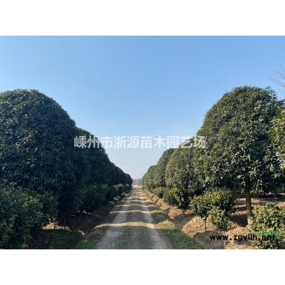 浙江苗圃基地直销各种规格高杆早樱