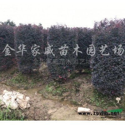 红叶石楠*新价格/红叶石楠报价