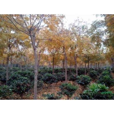 造型松 嵊州造型松