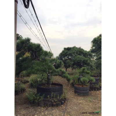 赤枫 赤枫价格