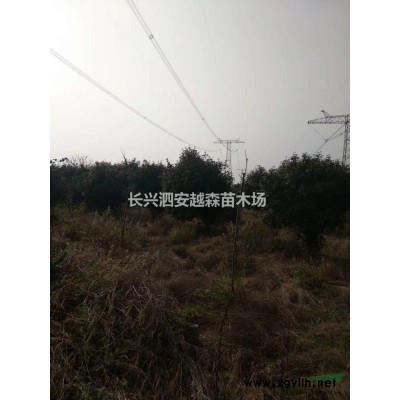 供应大量6公分娜塔栎 一手货源