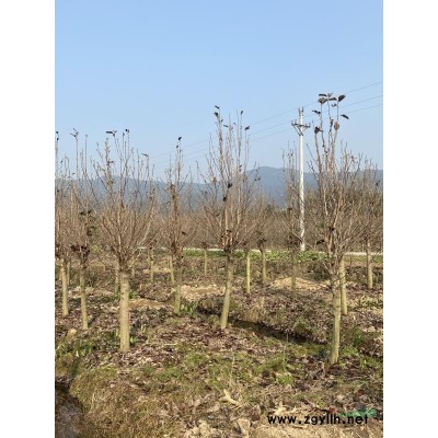 浙江晚樱基地/晚樱报价/晚樱哪里多