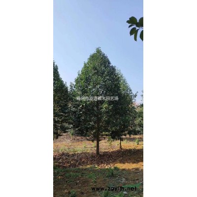 玉兰报价 南方玉兰哪里多  玉兰基地 玉兰产地介绍