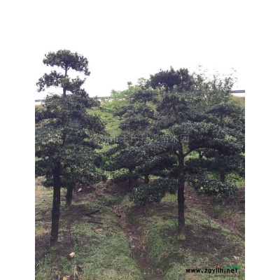 日本冷杉行情报价\日本冷杉图片展示