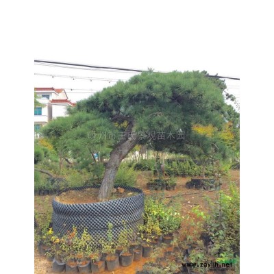 红梅 浙江红梅 嵊州红梅 红梅价格