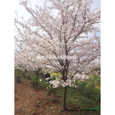 低于市场价供应:1-3公分鸡爪槭4万棵，2公分青枫13万棵。