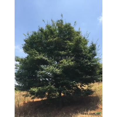 青枫 青枫价格
