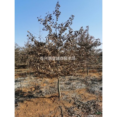 供应乌桕12一15公分