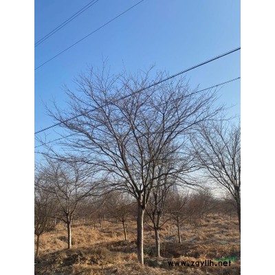 鸡爪槭价格 2021年*新报价1600