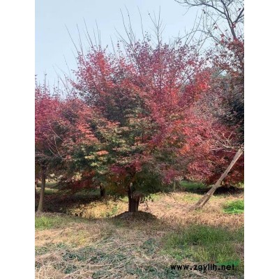 浙江绍兴紫薇基地 南方紫薇哪里多 南方紫薇报价