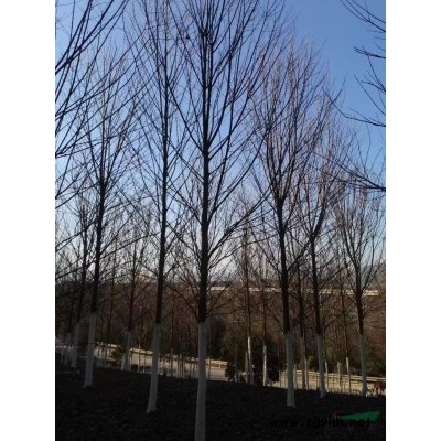 浙江美国红枫哪里多 美国红枫报价 美国红枫苗圃介绍