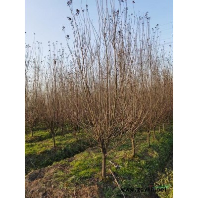 浙江苗圃基地直销18樱花/高杆樱花/樱花价格