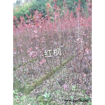 浙江苗圃基地直销各种规格白玉兰