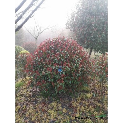 浙江苗圃基地直销各种规格种类紫薇