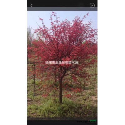 梅花 梅花价格