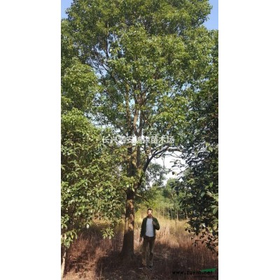 供应移栽广玉兰10一20公分500棵