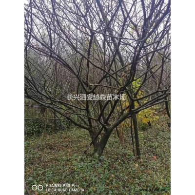浙江湖州供应供应大量8-16公分鸡爪槭