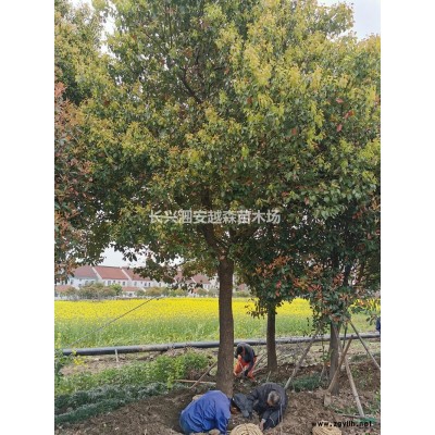 浙江长兴大处理精品树 乌桕 优质乌桕