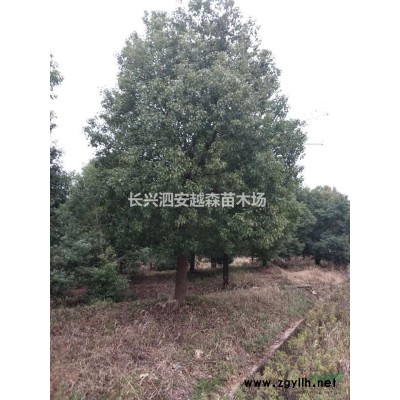 浙江长兴地区供应榉树10-20公分