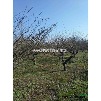 浙江长兴供应丛生紫薇 如图