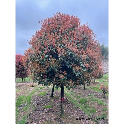 南方浙江红枫哪里多 南方 浙江红枫*低报价 红枫基地介绍