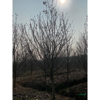 浙江苗圃基地直销各种规格紫叶李