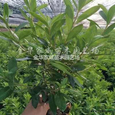 塔柏2行情报价\塔柏2图片展示