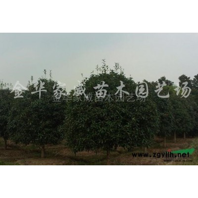茶梅柱报价/浙江茶梅柱报价