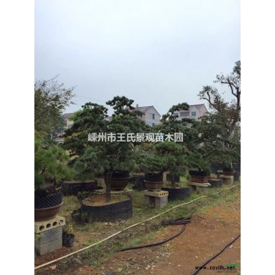 浙江红枫小盆景2信息