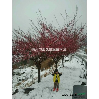 垂丝海棠 嵊州垂丝海棠 精品垂丝海棠