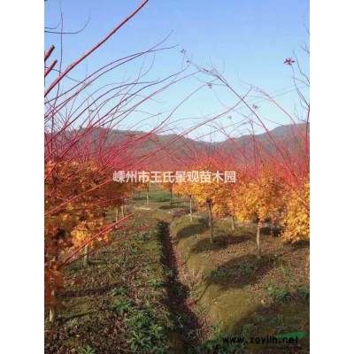 供应接穗：绿梅，常年红枫，赤枫，蝴蝶枫，黄金槐，等嫁接接穗。