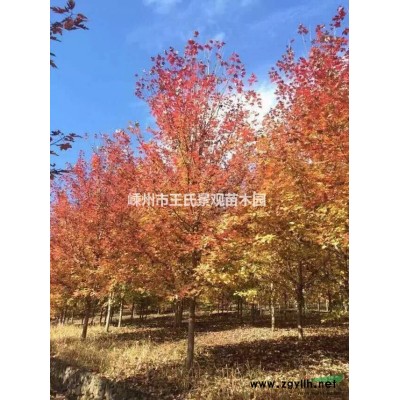 深山含笑 深山含笑价格