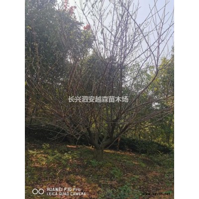 浙江湖州处理5-7公分紫薇 树形好